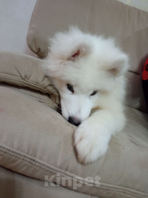 Собаки в Нижнем Новгороде: Продам щенков самоеда Мальчик, 25 000 руб. - фото 3