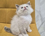 Кошки в Москве: Девочка Рэгдолл Девочка, 47 000 руб. - фото 1