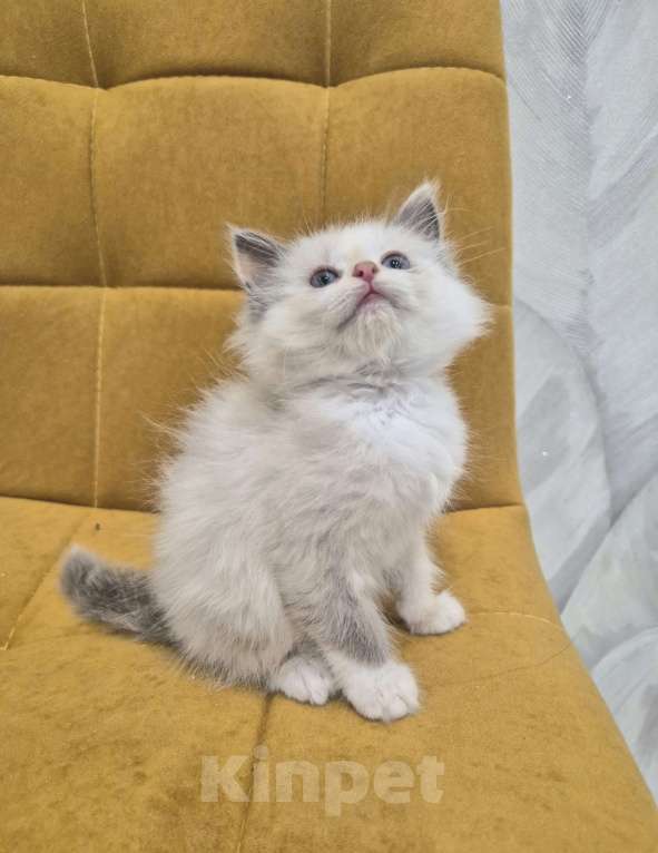 Кошки в Москве: Девочка Рэгдолл Девочка, 47 000 руб. - фото 1