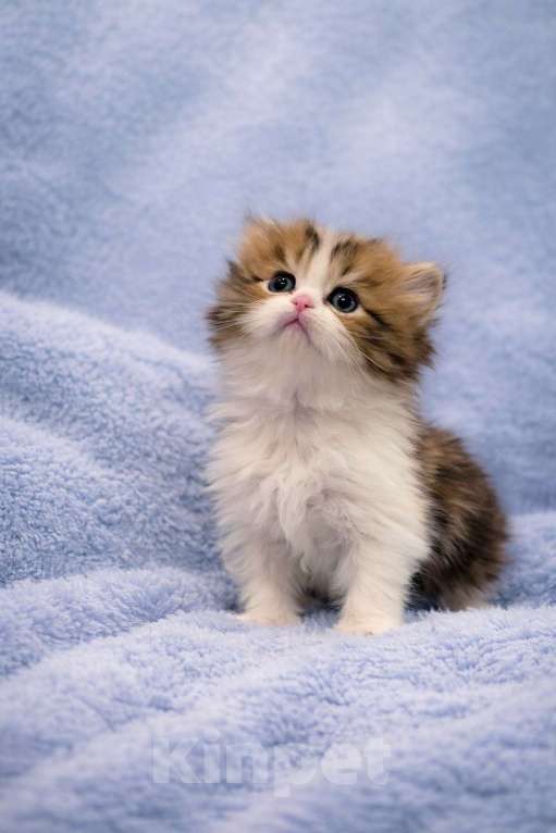 Кошки в Москве: Хайленд страйт девочка Девочка, 50 000 руб. - фото 1