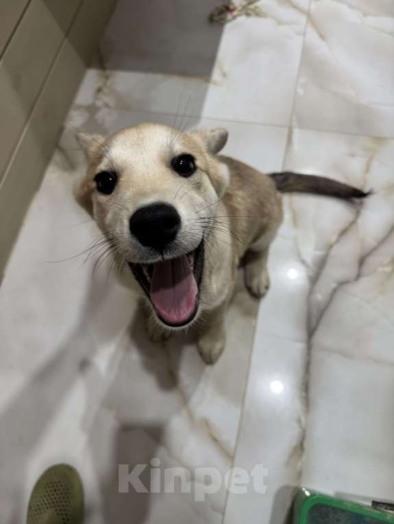 Собаки в Москве: Щенок, оставленный в ливень на остановке, ищет дом Мальчик, Бесплатно - фото 2