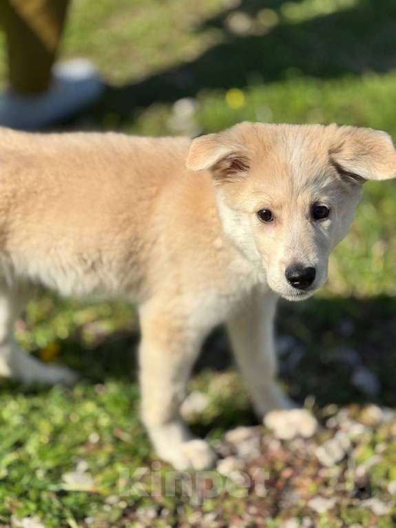 Собаки в Чехове: Малыш ищет свой дом! Мальчик, Бесплатно - фото 3