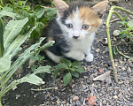 Кошки в Новороссийске: Отдам шкодных котят в добрые руки  Девочка, Бесплатно - фото 1