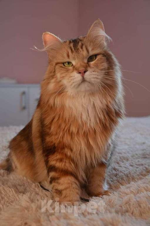 Кошки в Краснодаре: Шикарная кошечка с зелеными глазками Девочка, 35 000 руб. - фото 3