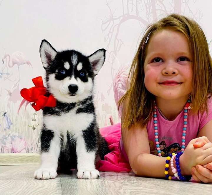 Собаки в Иваново: Хаски Щенки Разных окрасов Разнополые, Бесплатно - фото 1