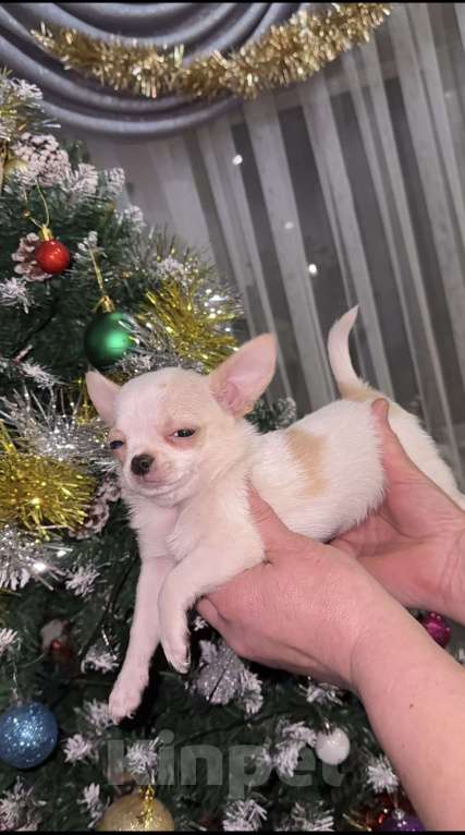 Собаки в Орле: Чихуахуа Девочка, 50 000 руб. - фото 6