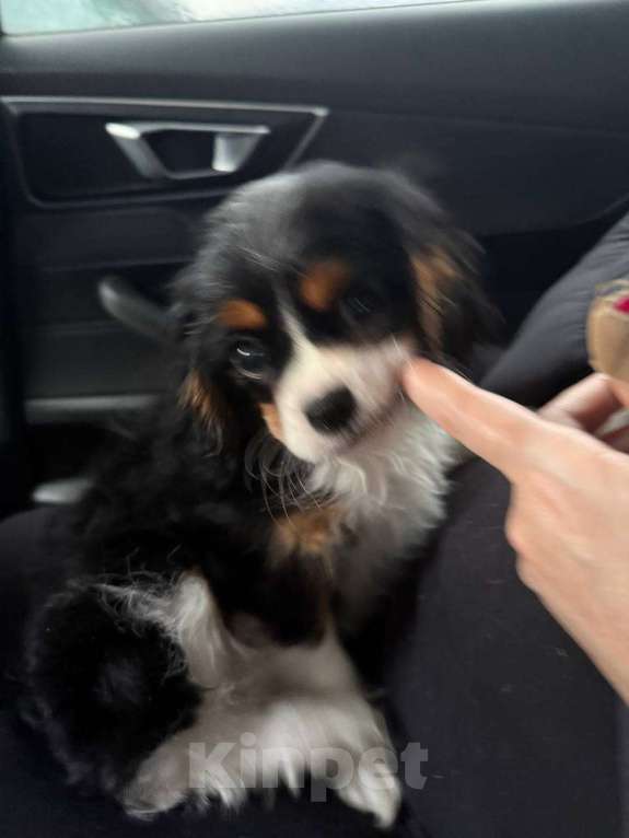 Собаки в Москве: Щенок (сука) кавалер кинг чарльз спаниэль Девочка, 135 000 руб. - фото 4