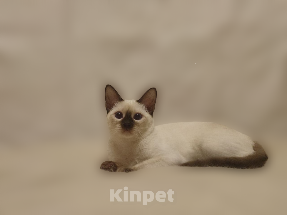 Кошки в Санкт-Петербурге: Продаётся тайский котенок Девочка, 60 000 руб. - фото 1