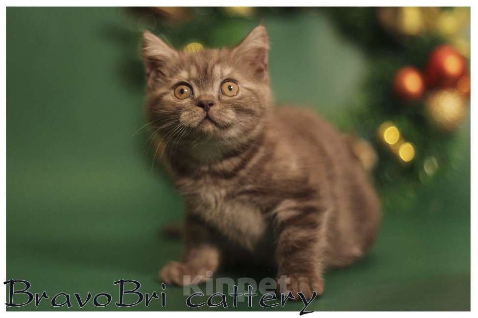 Кошки в Сургуте: Британская короткошерстная кошечка Девочка, 60 000 руб. - фото 7