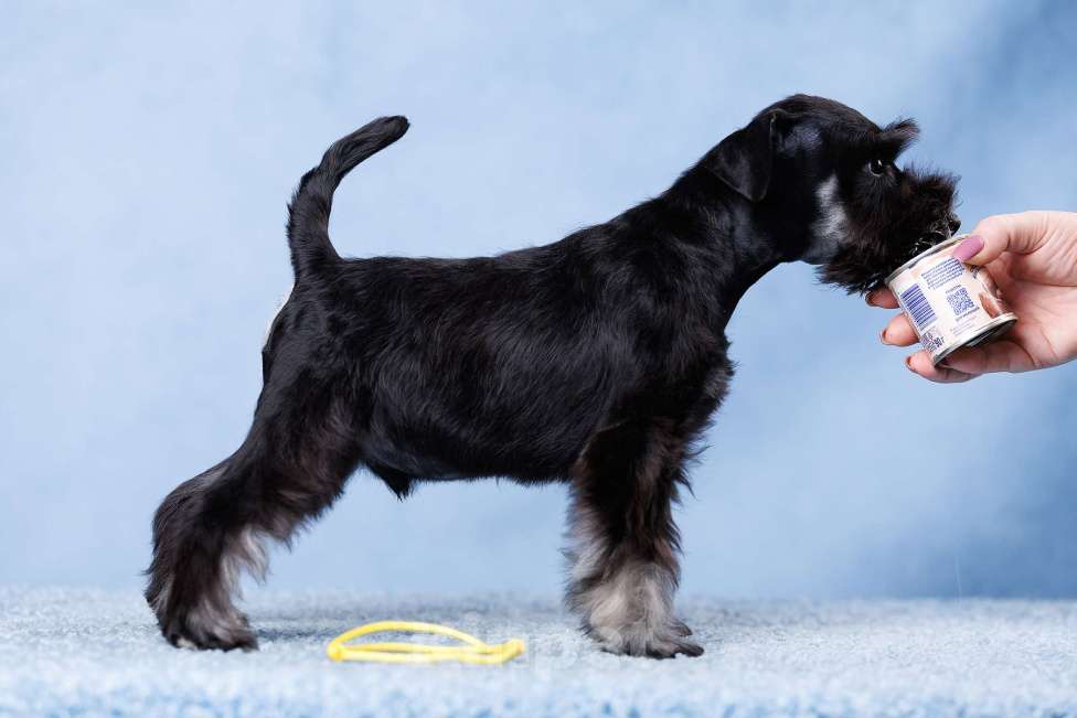Собаки в Саратове: Щенки цвергшнауцера Мальчик, 70 000 руб. - фото 2