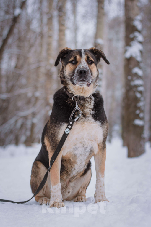 Собаки в Москве: Дюк Мальчик, Бесплатно - фото 7
