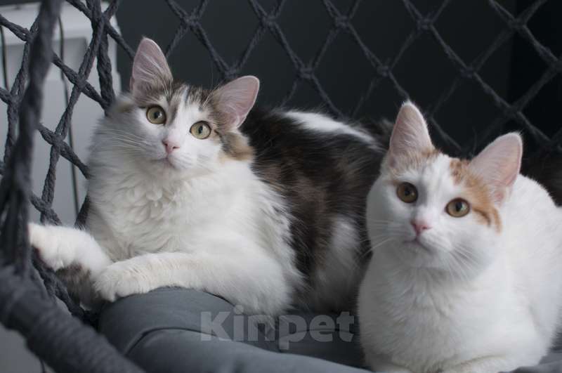 Кошки в Москве: Ищет дом сладкая парочка твикс Мальчик, Бесплатно - фото 3