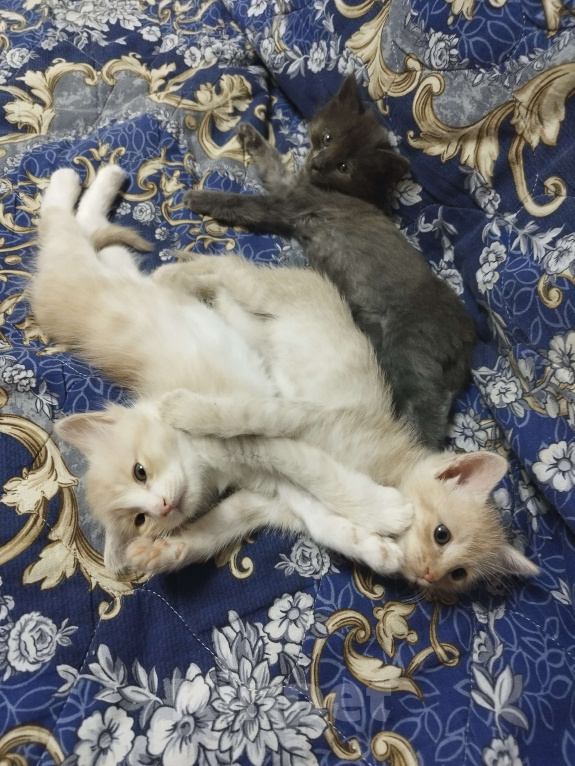 Кошки в Севастополе: Ищу хорошего хозяина Девочка, Бесплатно - фото 4