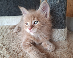 Кошки в Одинцово: Котёнок Мейн-кун Девочка, 30 000 руб. - фото 7