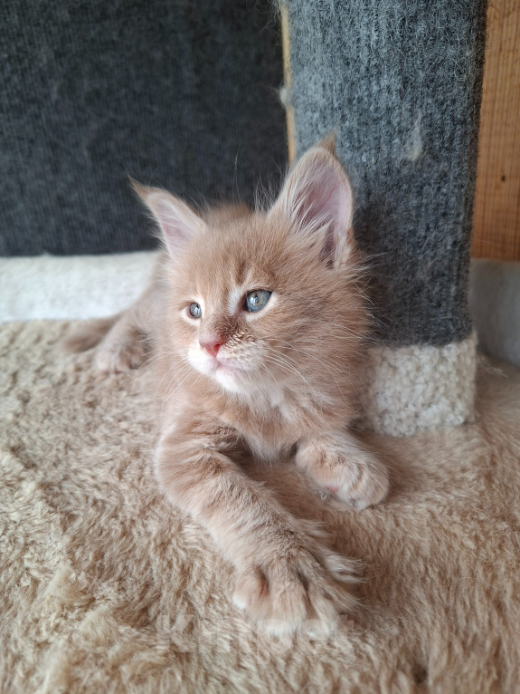 Кошки в Одинцово: Котёнок Мейн-кун Девочка, 30 000 руб. - фото 7