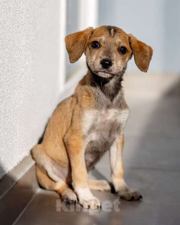 Собаки в Москве: Пять маленьких сердец ищут дом. Девочка, Бесплатно - фото 8