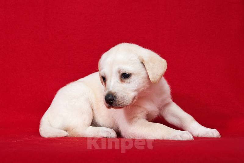 Собаки в Москве: Щенки от лабрадора и БШО в добрые руки Мальчик, 1 руб. - фото 8