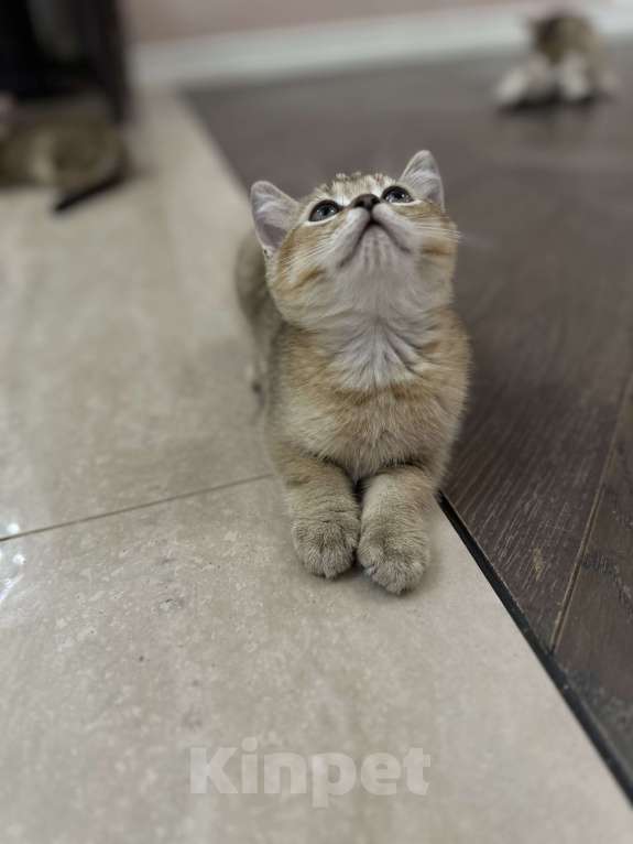 Кошки в Краснодаре: Шотландская золотая шиншилла  Мальчик, 15 000 руб. - фото 2