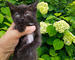 Кошки в Москве: Кошечки Девочка, Бесплатно - фото 1