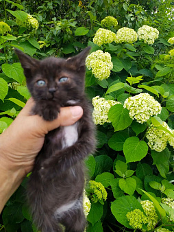 Кошечки