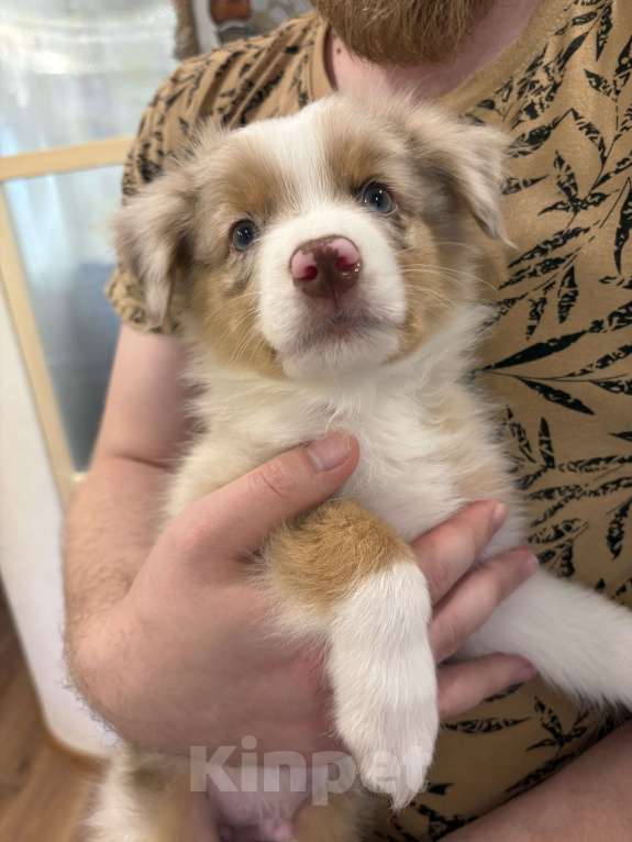 Собаки в других городах Ленинградской области: Мальчик красный мрамор  Мальчик, 60 000 руб. - фото 6