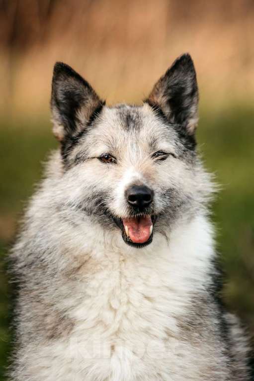 Собаки в Москве: Общительная и добродушная бородатая дама Софа Девочка, 1 руб. - фото 4