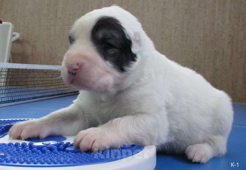 Собаки в Москве: Запись на щенков алабая (сао) Мальчик, 70 000 руб. - фото 3