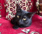 Кошки в Москве: Котенок Беньямин ищет дом Мальчик, Бесплатно - фото 6