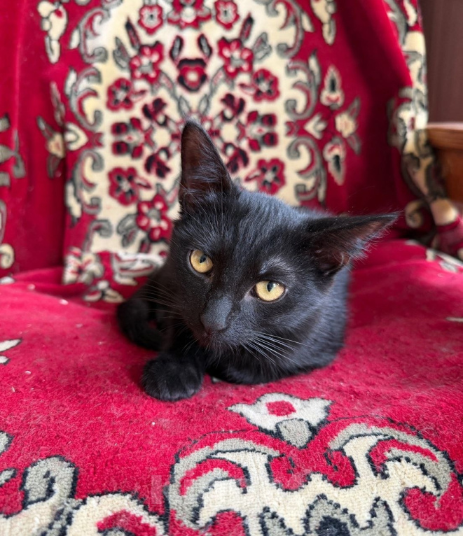 Кошки в Москве: Котенок Беньямин ищет дом Мальчик, Бесплатно - фото 6