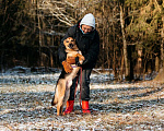 Собаки в Москве: Счастье по имени Читос ищет семью! Некрупный пес-компаньон! Мальчик, Бесплатно - фото 5