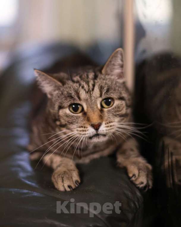 Кошки в Москве: Мраморная Лея (5 лет) в добрые руки Девочка, Бесплатно - фото 6