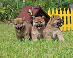 Собаки в Солнечногорске: Щенки сиба ину Мальчик, 40 000 руб. - фото 9