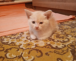 Кошки в Краснодаре: Чудный котёнок добрым людям в добрые руки Мальчик, Бесплатно - фото 6