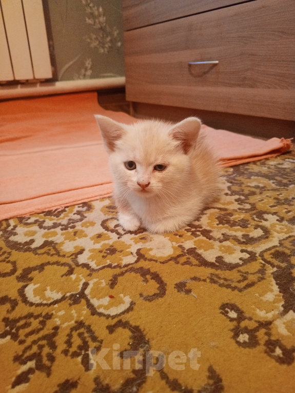 Кошки в Краснодаре: Чудный котёнок добрым людям в добрые руки Мальчик, Бесплатно - фото 6