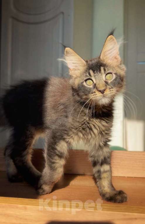 Кошки в других городах Ленинградской области: Зевс Мальчик, Бесплатно - фото 6