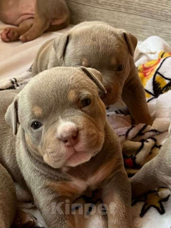 Собаки в Барнауле: щенок булли кобель Мальчик, Бесплатно - фото 2