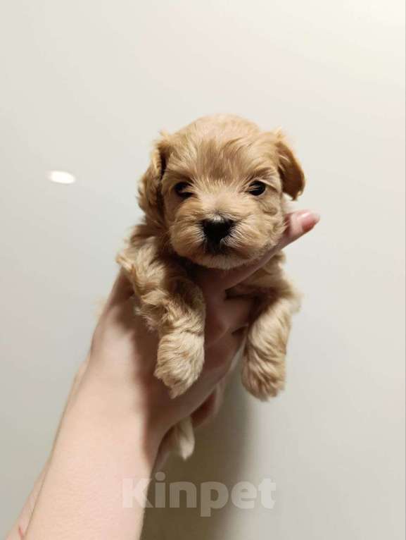 Собаки в Новосибирске: Мальтипу Мальчик, 90 000 руб. - фото 2