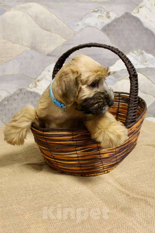 Собаки в Котельнике: Пшеничного терьера щенки Девочка, 100 000 руб. - фото 6