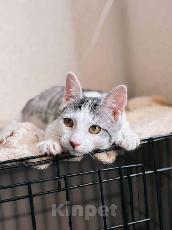 Кошки в Балашихе: Сочник Мальчик, Бесплатно - фото 3