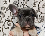 Собаки в Хабаровске: Щенок французского бульдого Мальчик, Бесплатно - фото 7