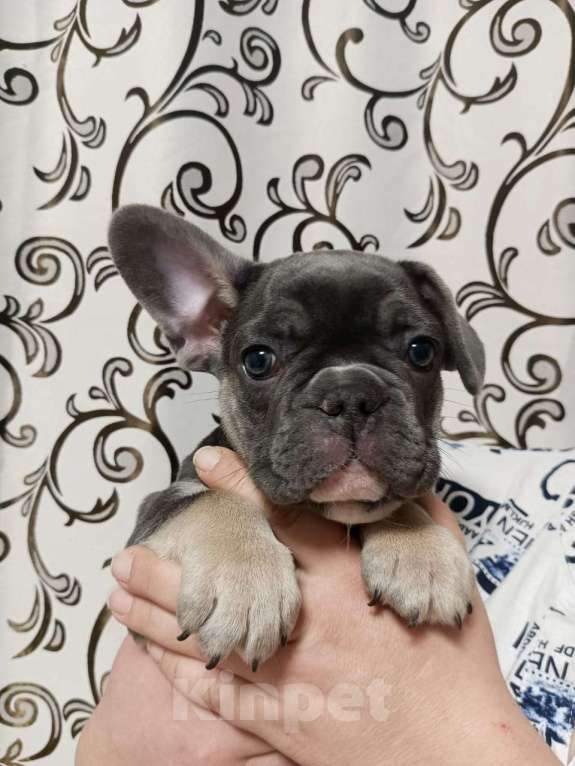 Собаки в Хабаровске: Щенок французского бульдого Мальчик, Бесплатно - фото 7