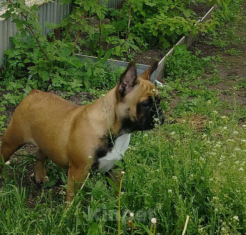 Собаки в других городах Московской области: Марфушенька Девочка, 35 000 руб. - фото 5