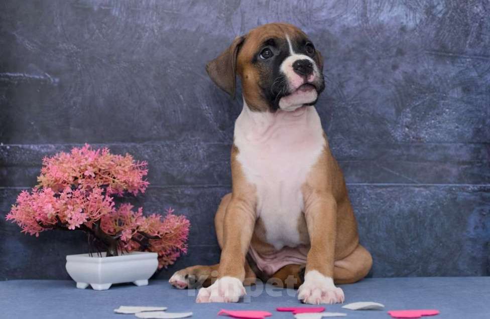 Собаки в Санкт-Петербурге: Супер яркий мальчик амстаффа Мальчик, 1 руб. - фото 10