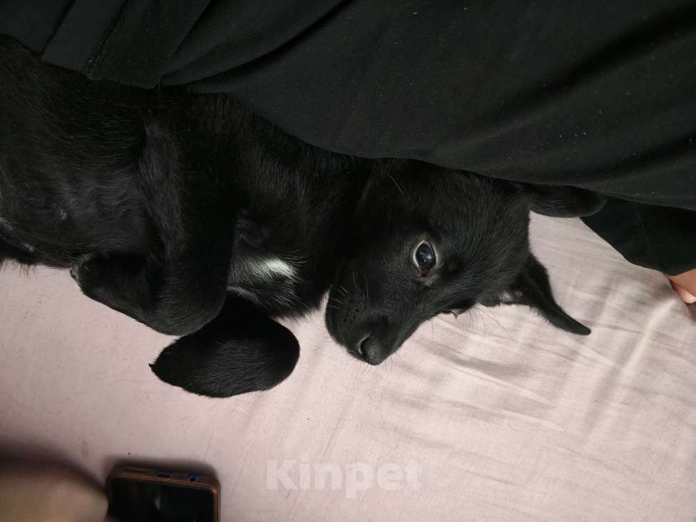 Собаки в Твери: Лабрадор в добрые руки Девочка, Бесплатно - фото 4