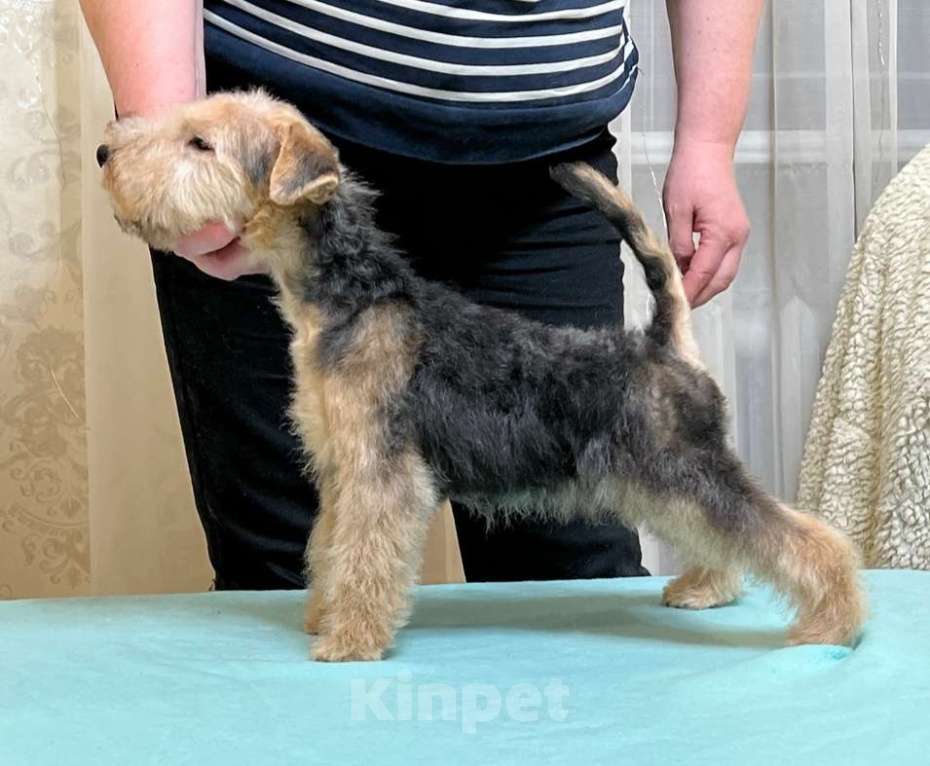 Собаки в Тюмени: Лейкленд терьер щенок Мальчик, 50 000 руб. - фото 1