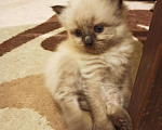 Кошки в Болхове: Невские МАСКАРАДНЫЕ котята, 15 000 руб. - фото 5
