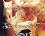 Кошки в Калязине: Мейн-кун, 25 000 руб. - фото 1