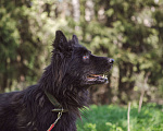 Собаки в Клине: Овчарка Грей Мальчик, Бесплатно - фото 6