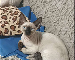 Кошки в Екатеринбурге: Кошечка девон рекс Девочка, 70 000 руб. - фото 1
