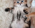Кошки в Чебоксарах: Шотландский прямоухий котёнок Мальчик, 18 000 руб. - фото 6